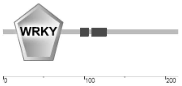 Application of WRKY55 transcription factor in plant salt resistance