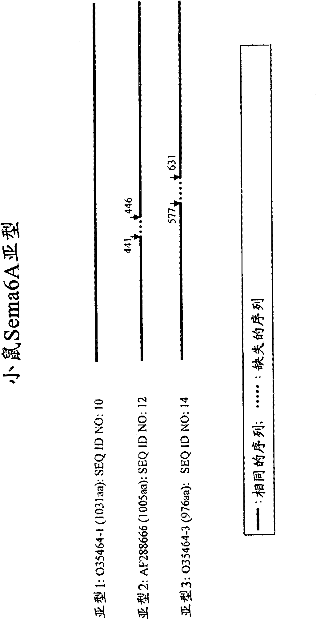 Use of Semaphorin 6A for Promoting Myelination and Oligodendrocyte Differentiation