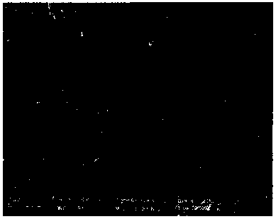 Method for preparing magnetic chrysotile nanotube