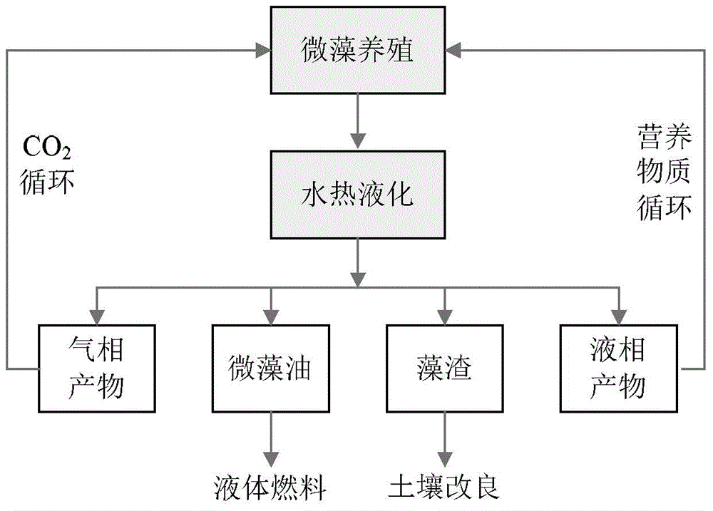 Method for preparing micro-algal oil by microalgae hydro-thermal liquefaction