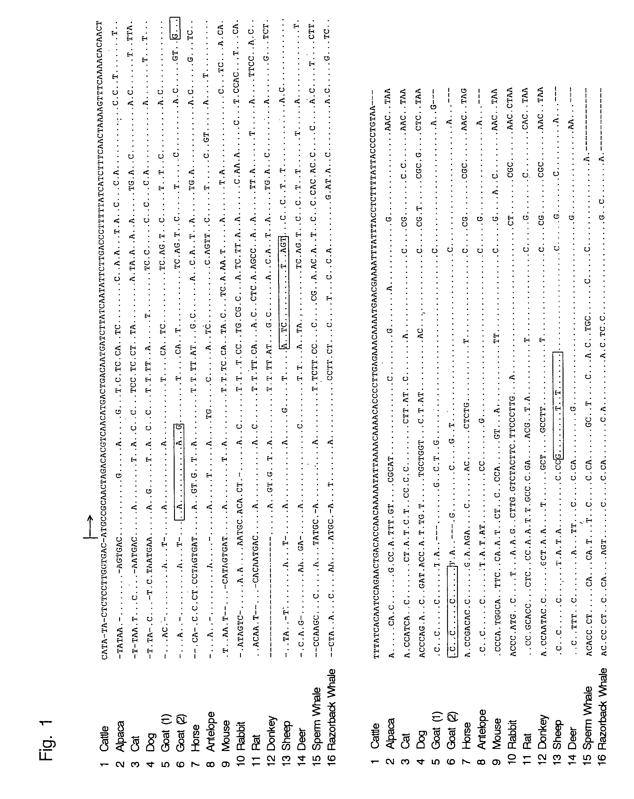 Oligonucleotide sequences that identify species of animal