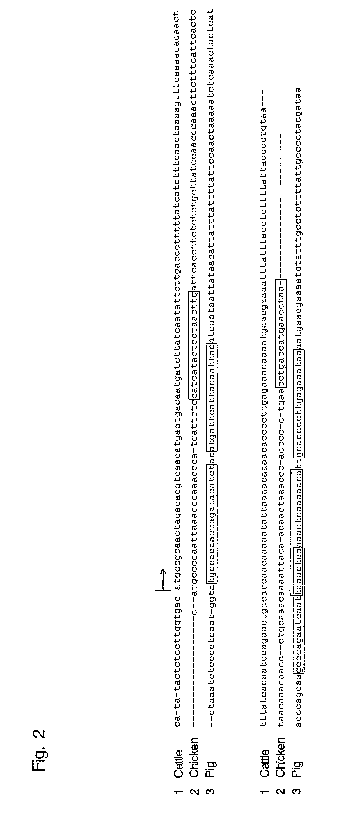 Oligonucleotide sequences that identify species of animal