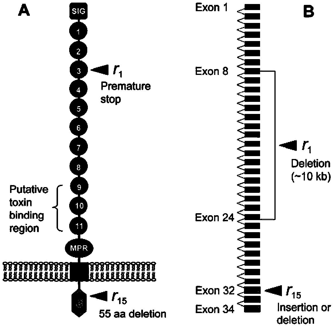 Molecular detection method for Cry1Ac toxin non-recessive resistance cadherin cytomere deletion mutation of cotton bollworm