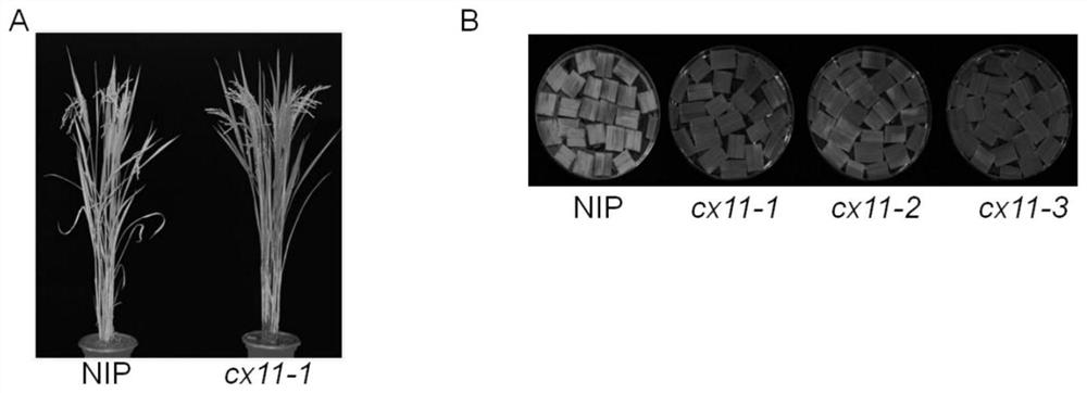 A kind of rice senescence control gene osckx11 and its application