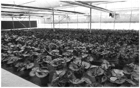 Large-scale potted flower cultivation method for begonias