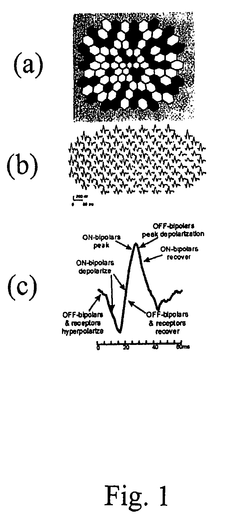 Mapping retinal function using corneal electrode array