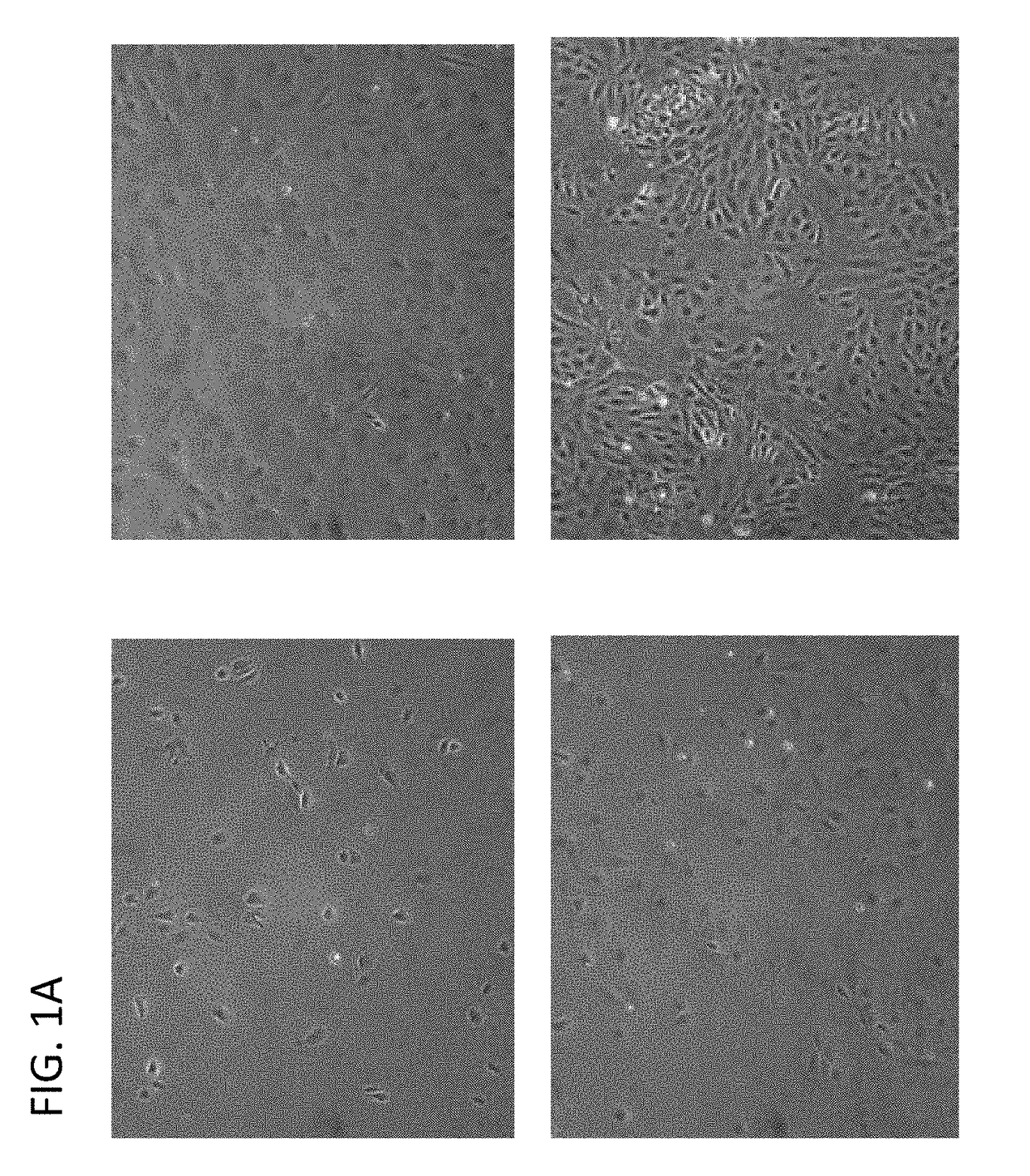 Induction of hepatocytes by stem cell differentiation with RNA