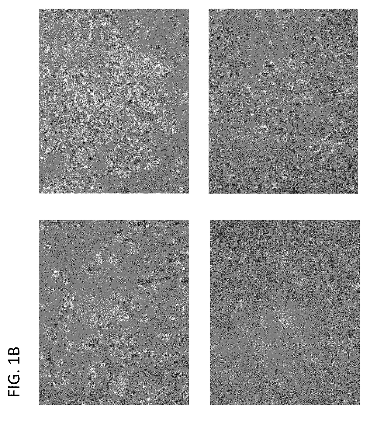 Induction of hepatocytes by stem cell differentiation with RNA