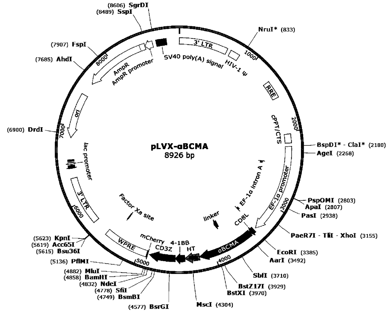 BCMA and CD19-targeted duplex-specific chimeric antigen receptor and application thereof