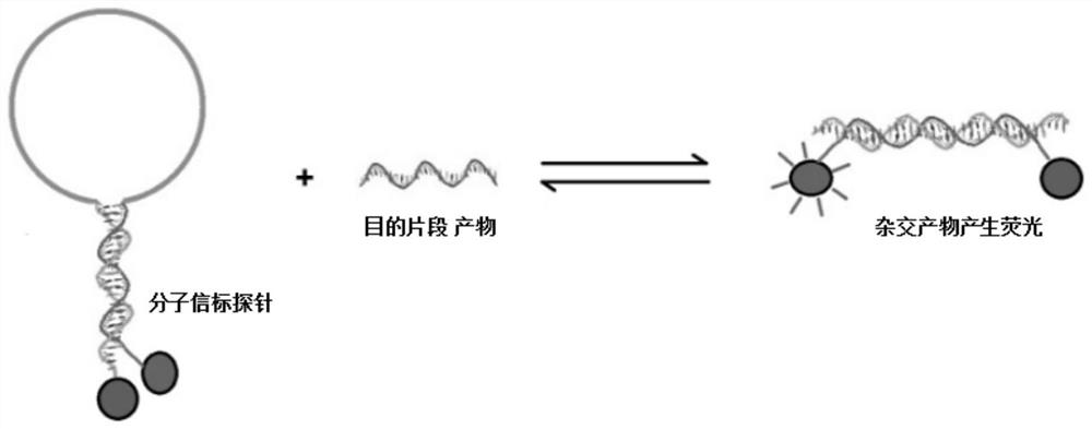 2019-nCoV nucleic acid isothermal amplification primer based on molecular beacon, molecular beacon, test kit and detection method