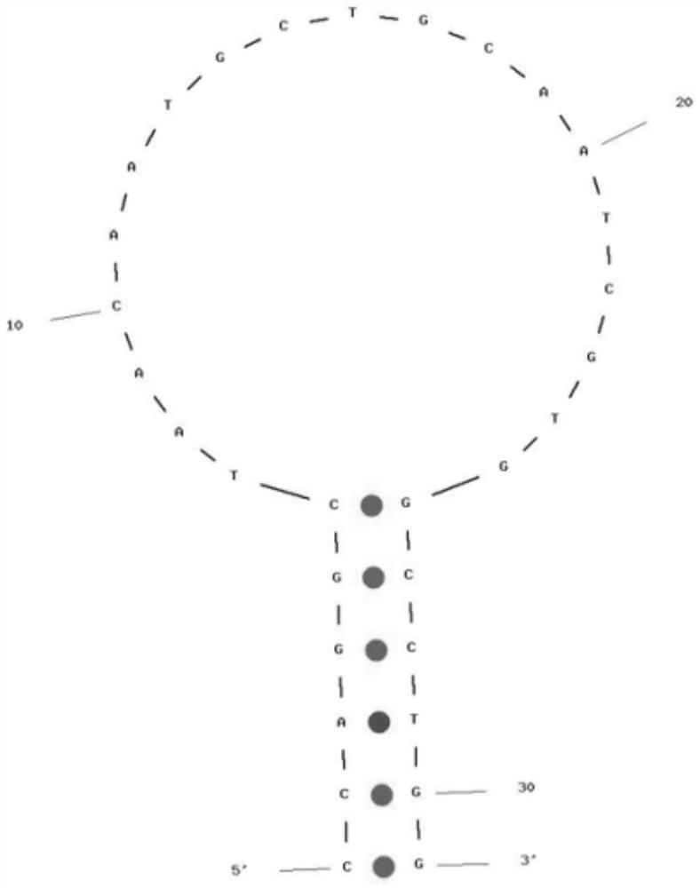 2019-nCoV nucleic acid isothermal amplification primer based on molecular beacon, molecular beacon, test kit and detection method