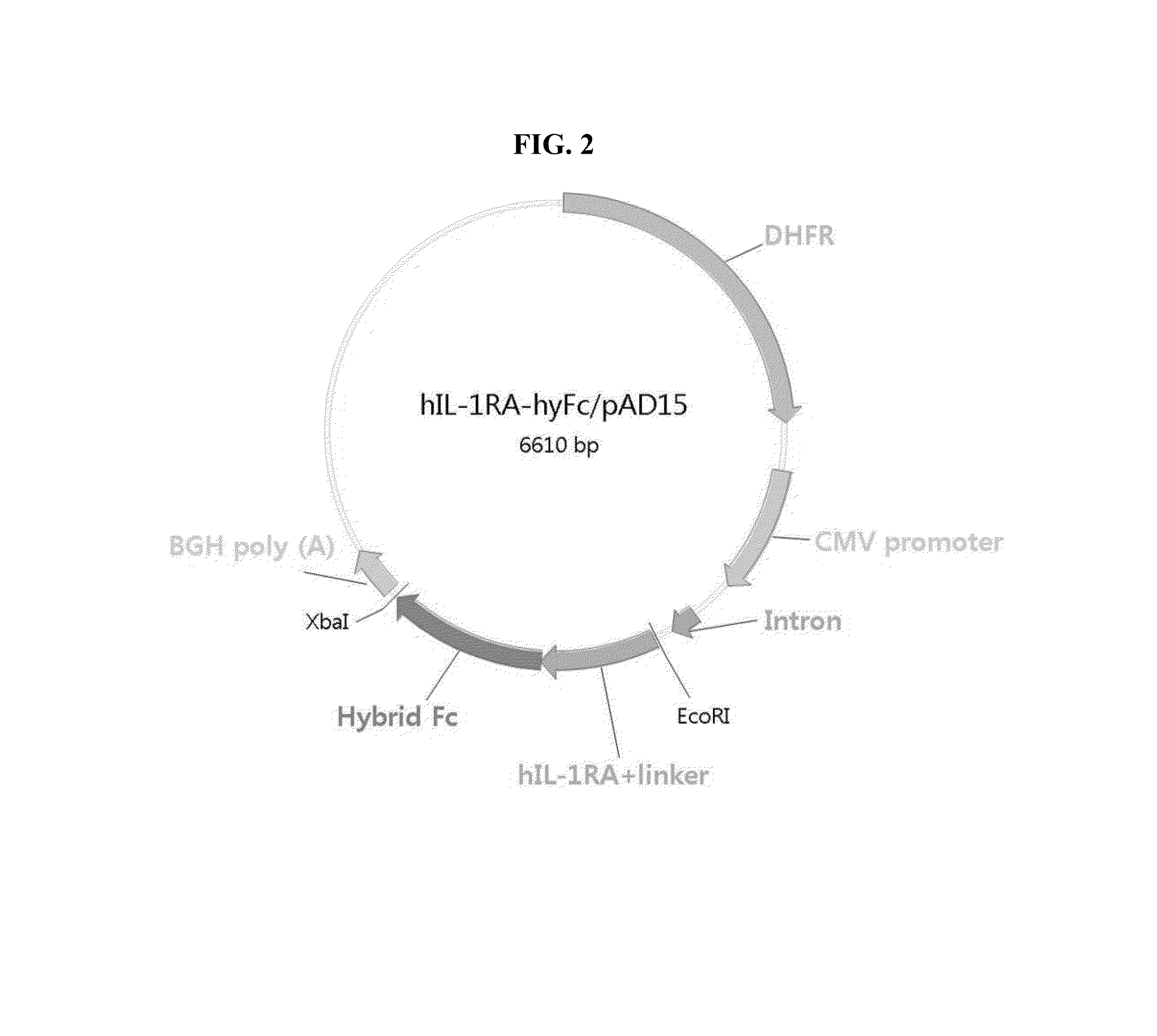 Human interleukin-1 receptor antagonist—hybrid Fc fusion protein