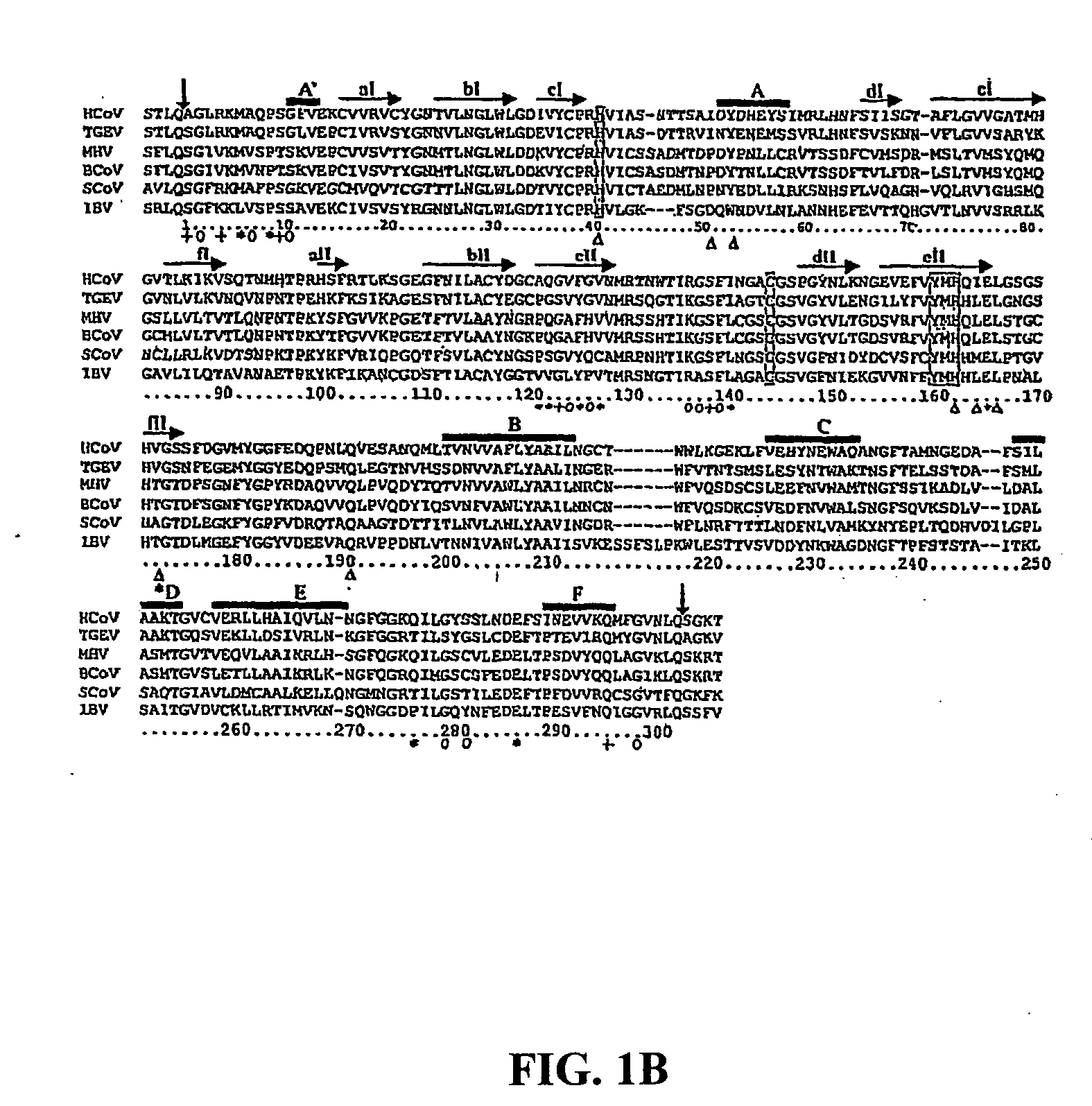 Crystal structure of human coronavirus 229E main proteinase and uses for developing SARS inhibitors