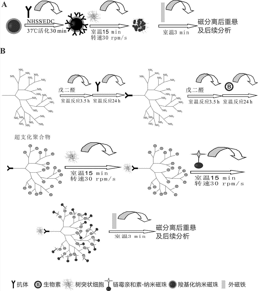 Rapid Isolation Method of Dendritic Cells