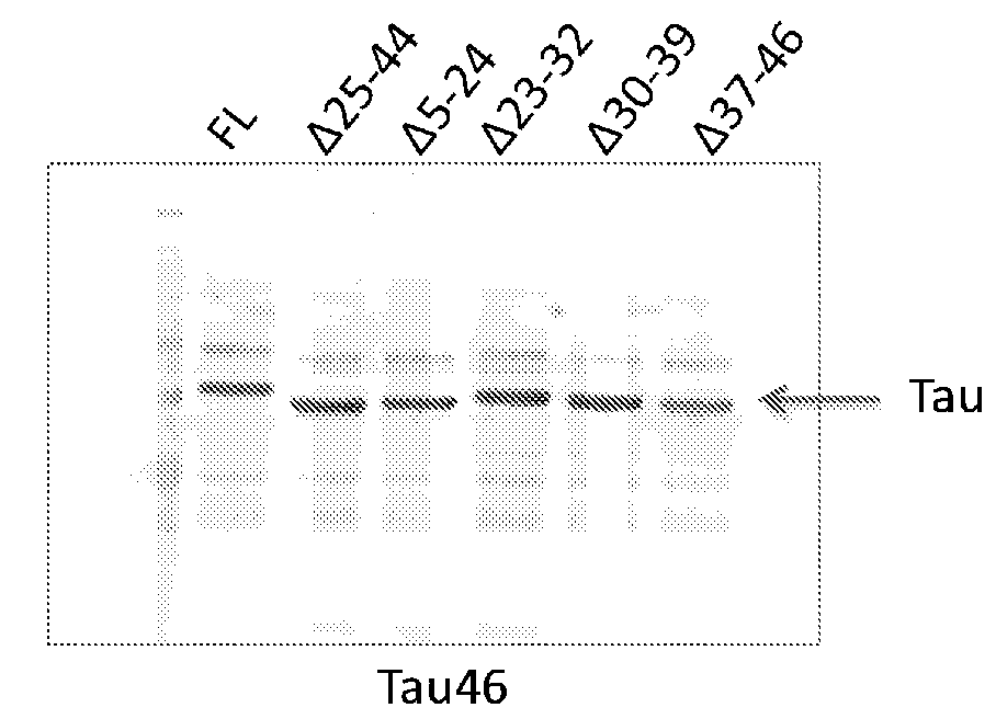 Tau immunotherapy