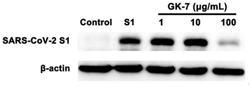 Oligopeptide for resisting novel coronavirus infection and preparation method and application thereof