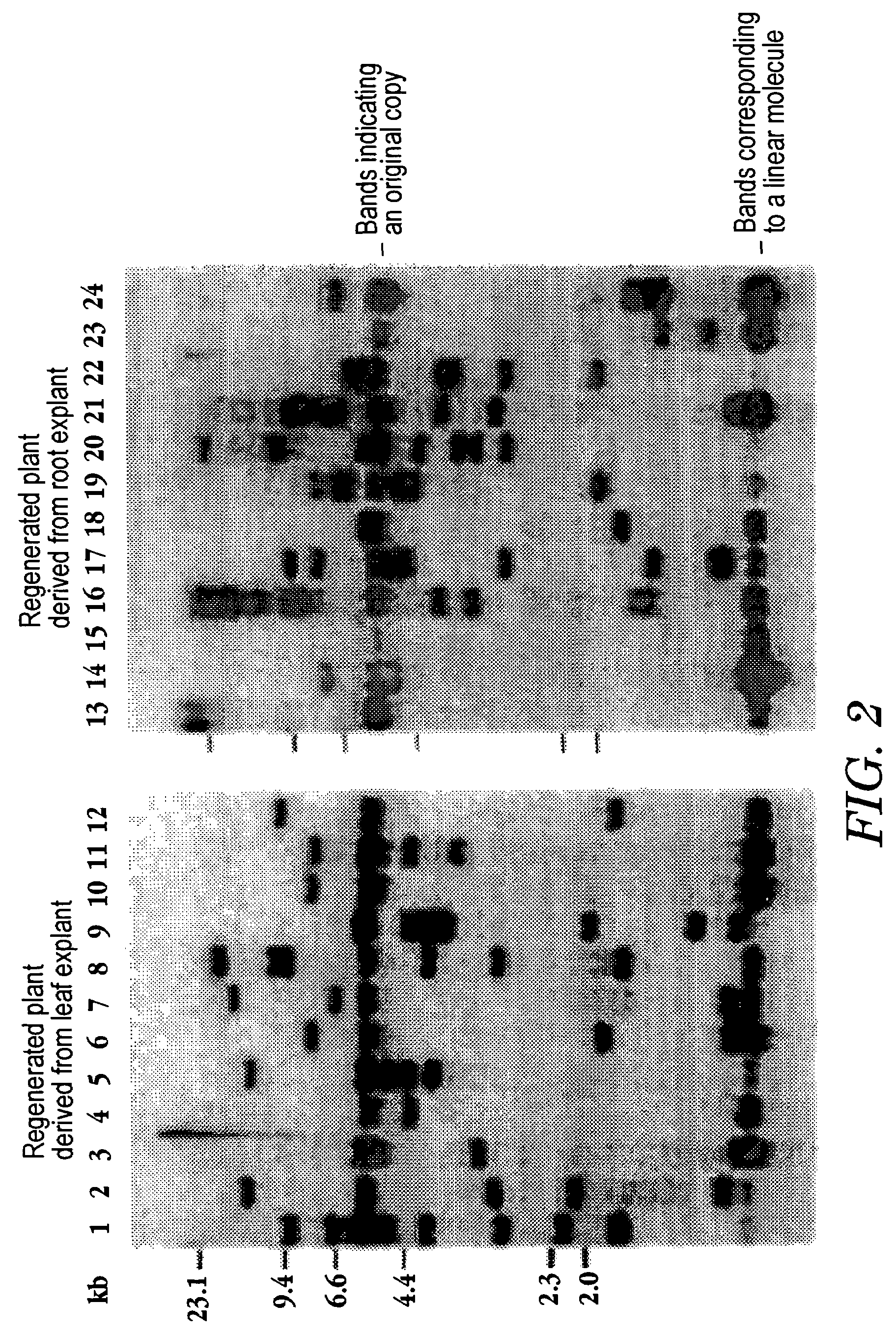 Method for disrupting genes using tobacco retrotransposon