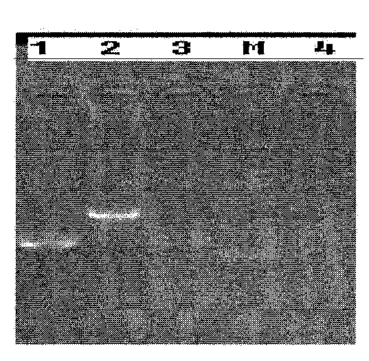 Multiplex PCR diagnosis method capable of quickly distinguishing porcine circovirus 1 type (PCV1) and 2 type (PCV2) and special-purpose kit