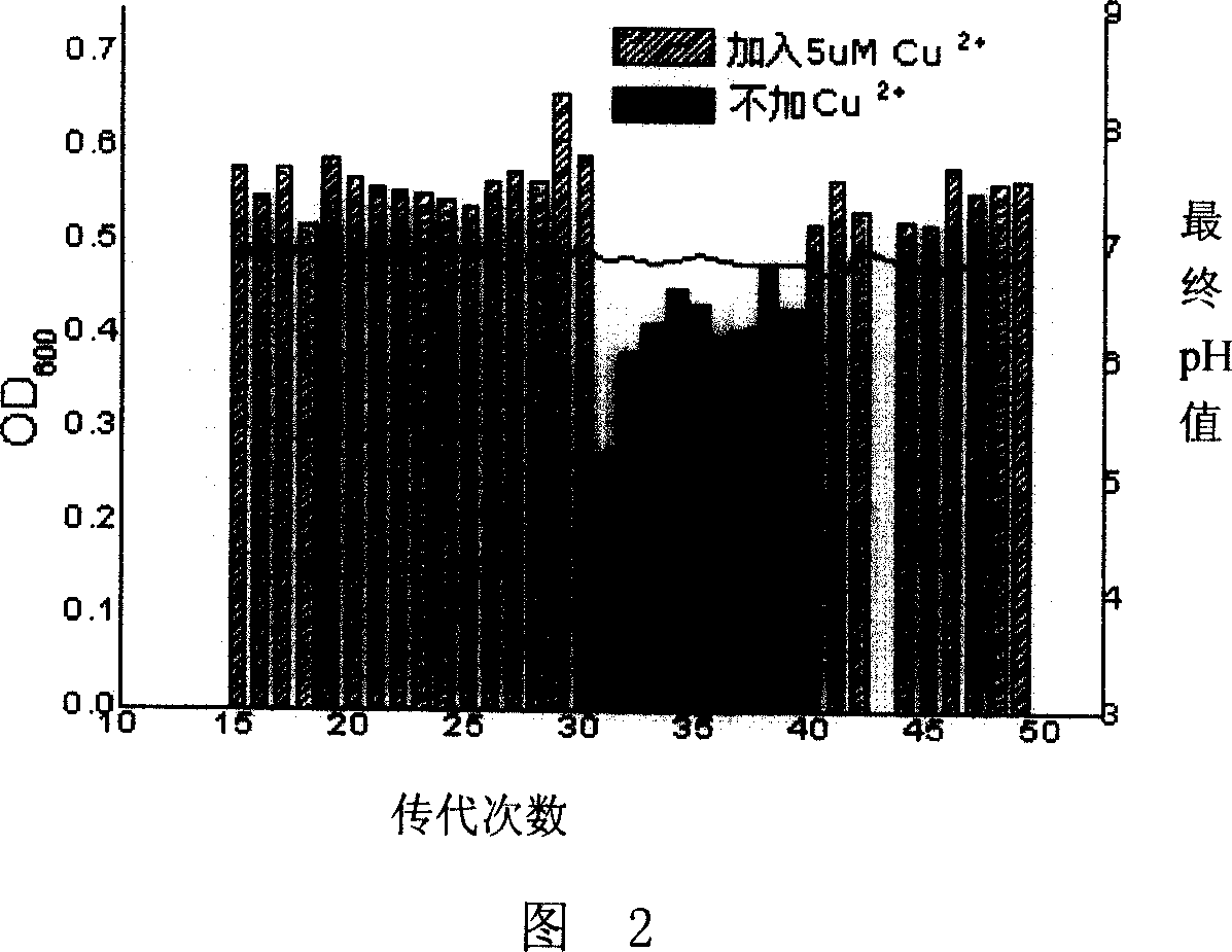 Process and special bacterial colony for degrading phenol organic matter