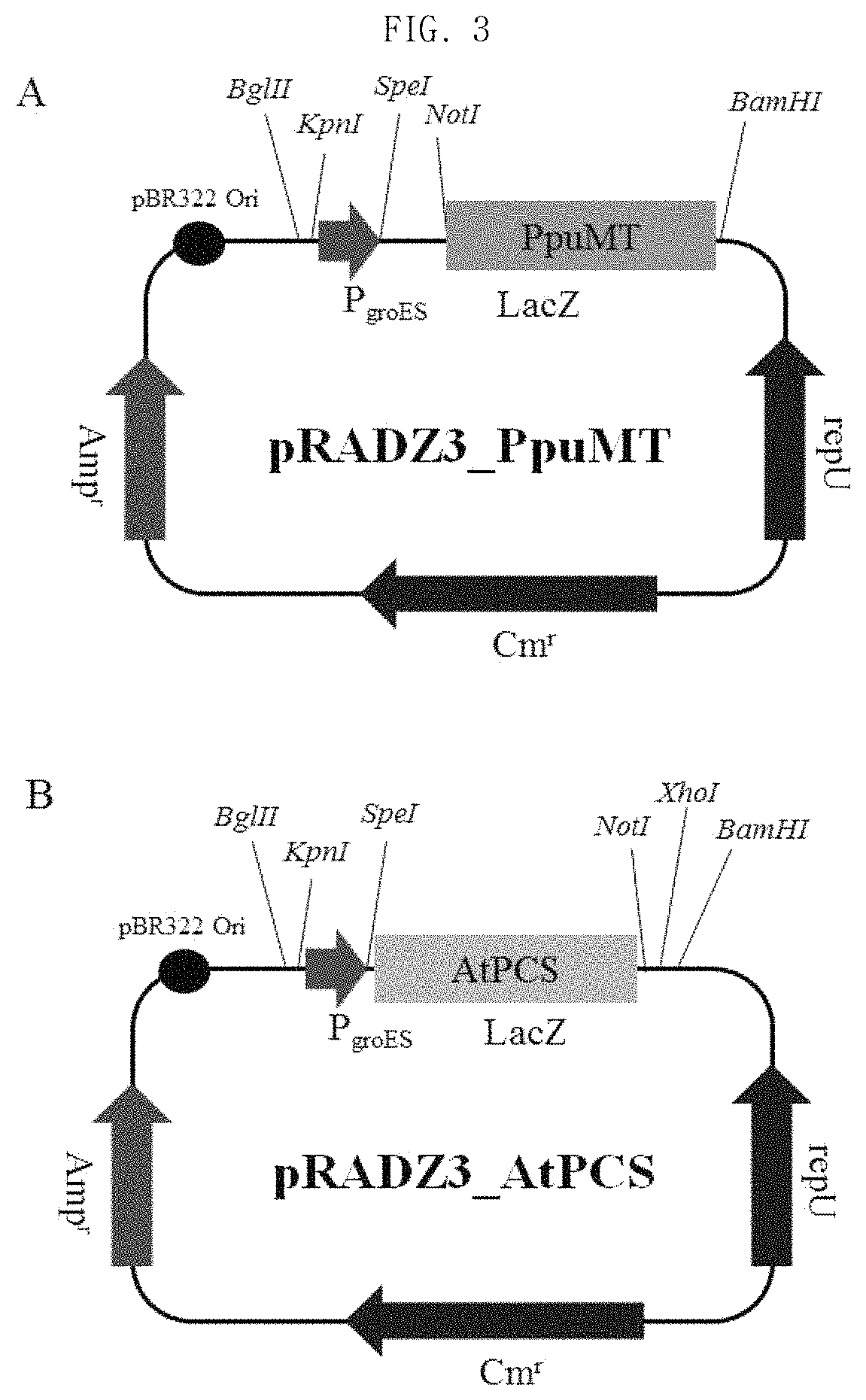 <i>Deinococcus radiodurans </i>having gold nanoparticle synthesis ability, and method for removing radioactive iodine by using same