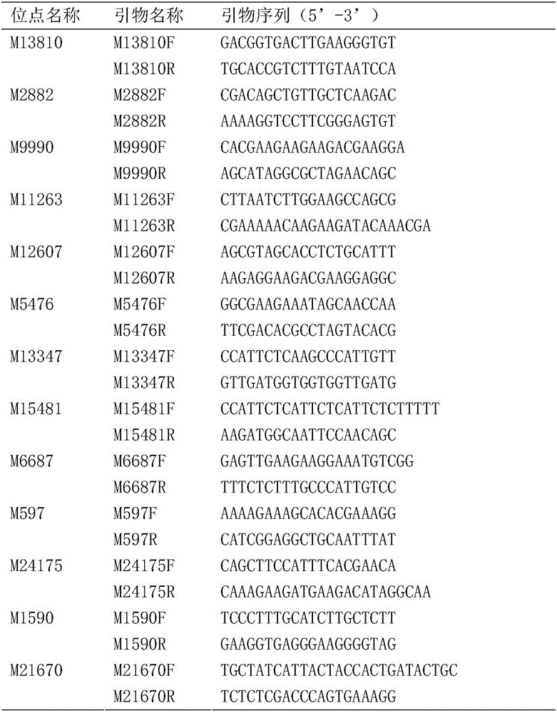 Molecular marker combination for Litopenaeus vannamei germplasm identification and application thereof