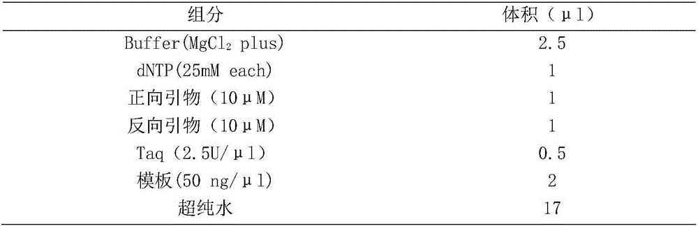 Molecular marker combination for Litopenaeus vannamei germplasm identification and application thereof