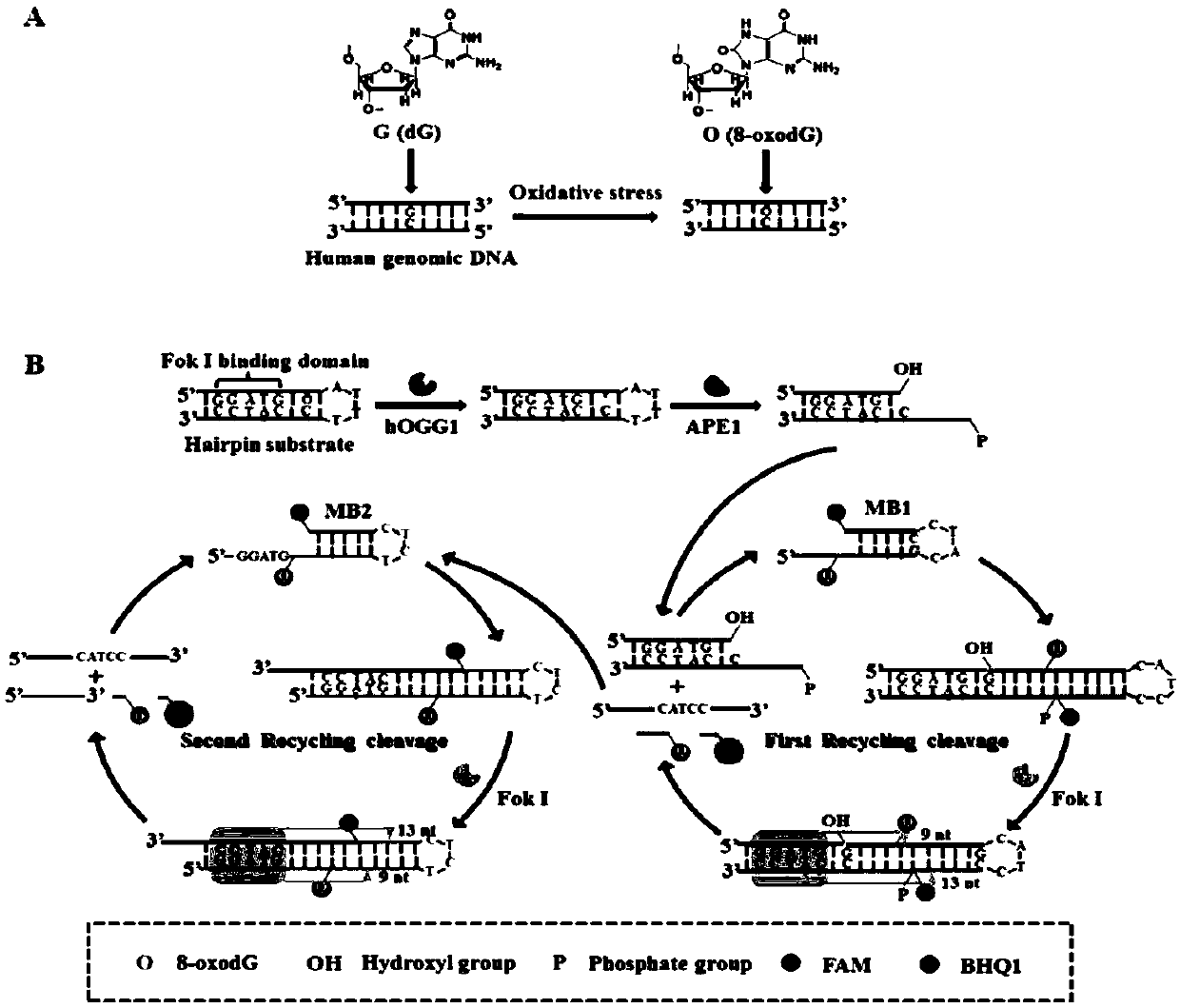 Method for detecting human 8-hydroxyl guanine DNA glycosylase activity through circular signal amplification based on autocatalytic replication mediation