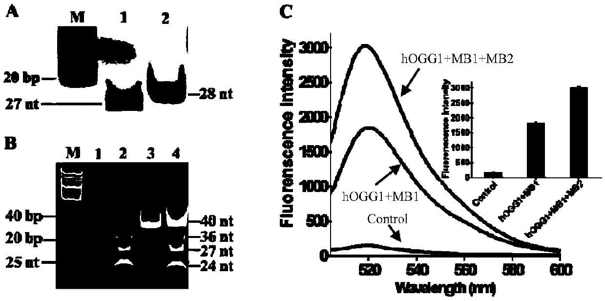 Method for detecting human 8-hydroxyl guanine DNA glycosylase activity through circular signal amplification based on autocatalytic replication mediation