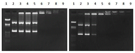 RGD-peptide-type cationic lipid compound, preparation method thereof, and application of compound to medicine and gene transportation