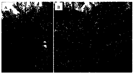 Composition for trapping diaphorina citri kuwayama and application method of composition