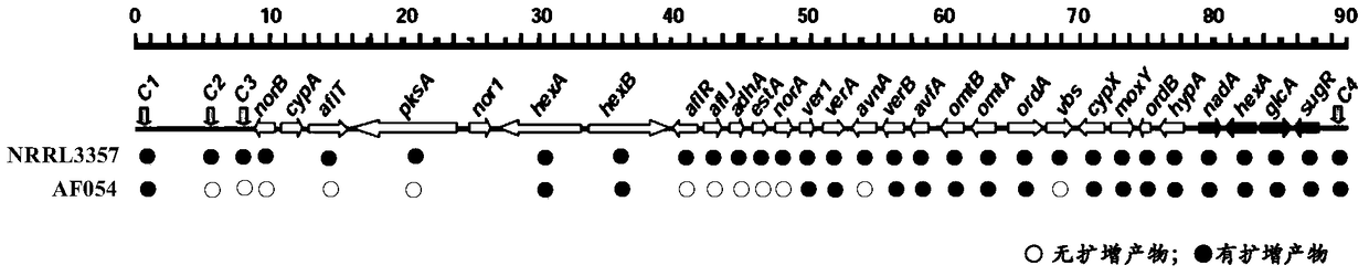 Biocontrol strain of Aspergillus flavus resistant to fungicides and not producing aflatoxin and its application