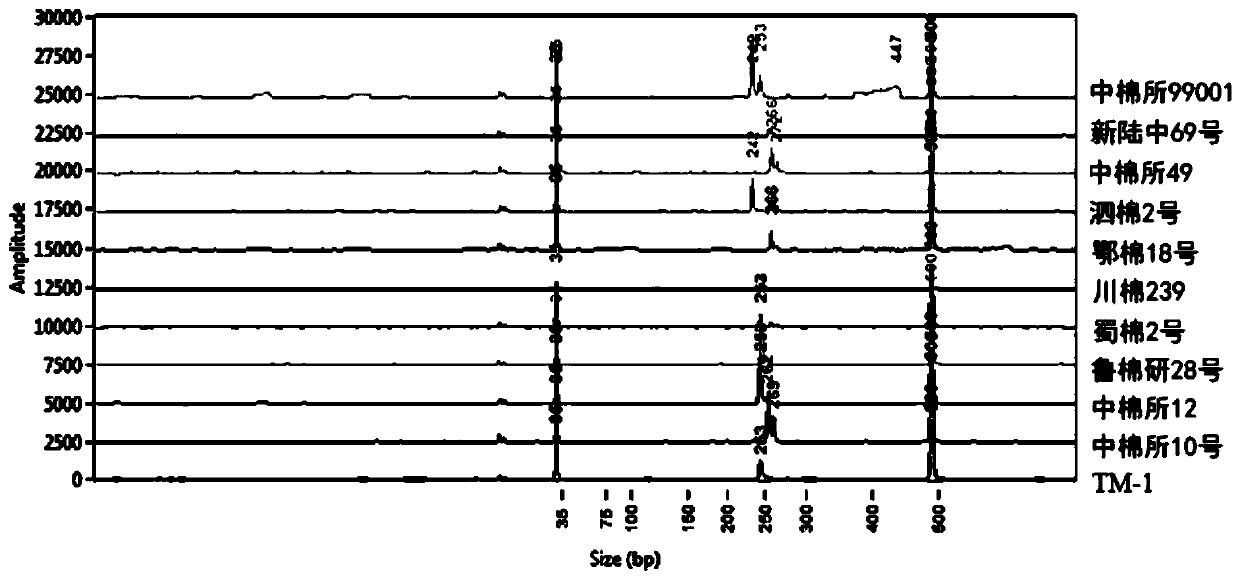 The primer set and its products and detection methods used to identify conventional cotton China Cotton Research Institute 99001