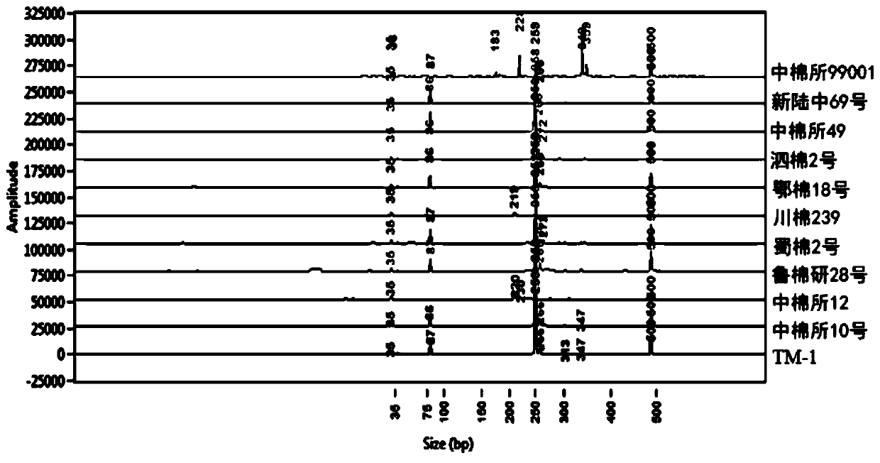 The primer set and its products and detection methods used to identify conventional cotton China Cotton Research Institute 99001