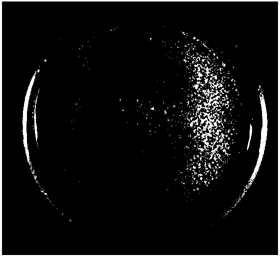 Method for establishing zephyranthes candida embryogenic cell suspension culture system and performing plant regeneration