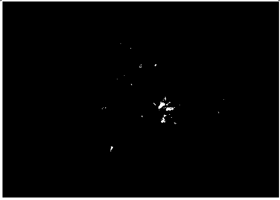 Method for establishing zephyranthes candida embryogenic cell suspension culture system and performing plant regeneration