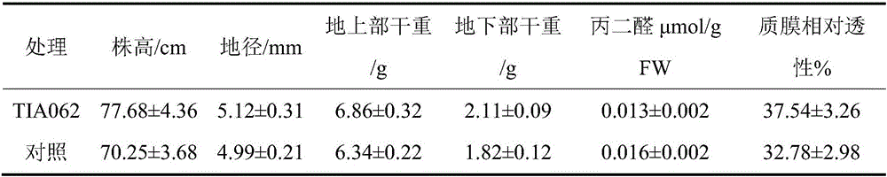 Salt-tolerant rhizosphere growth-promoting enterobacter cloacae and application thereof