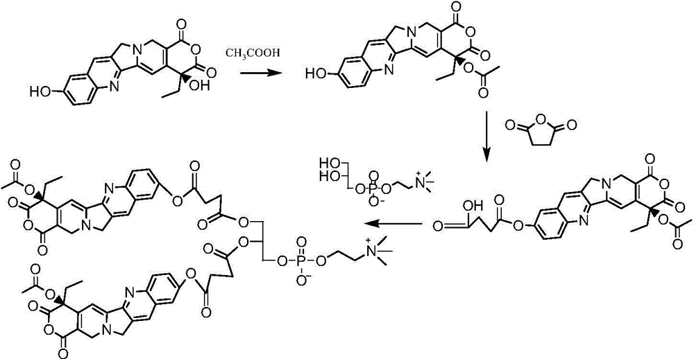 Camptothecin phospholipid compound, and medicinal composition and application thereof