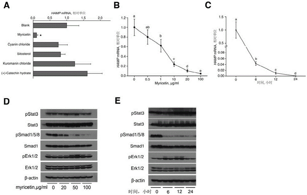 Application of myricetin in the preparation of preparations for inhibiting the expression of hepcidin