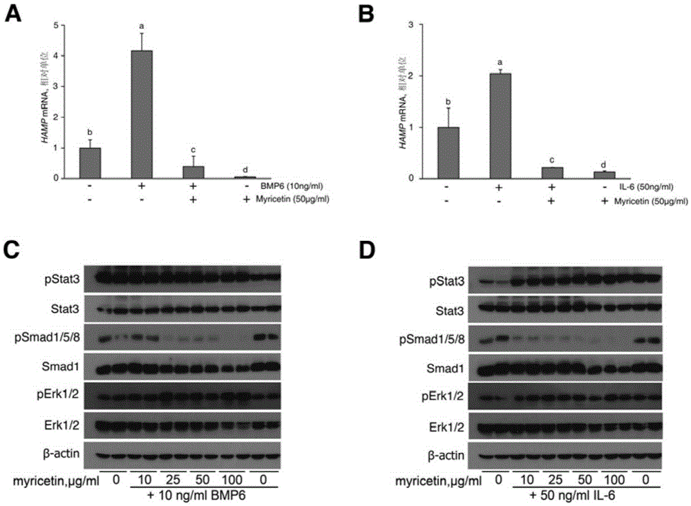 Application of myricetin in the preparation of preparations for inhibiting the expression of hepcidin