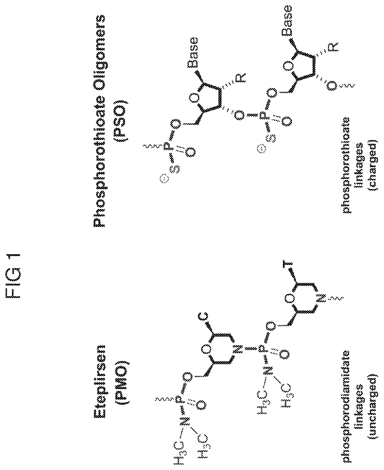 Combination Therapies for Treating Muscular Dystrophy