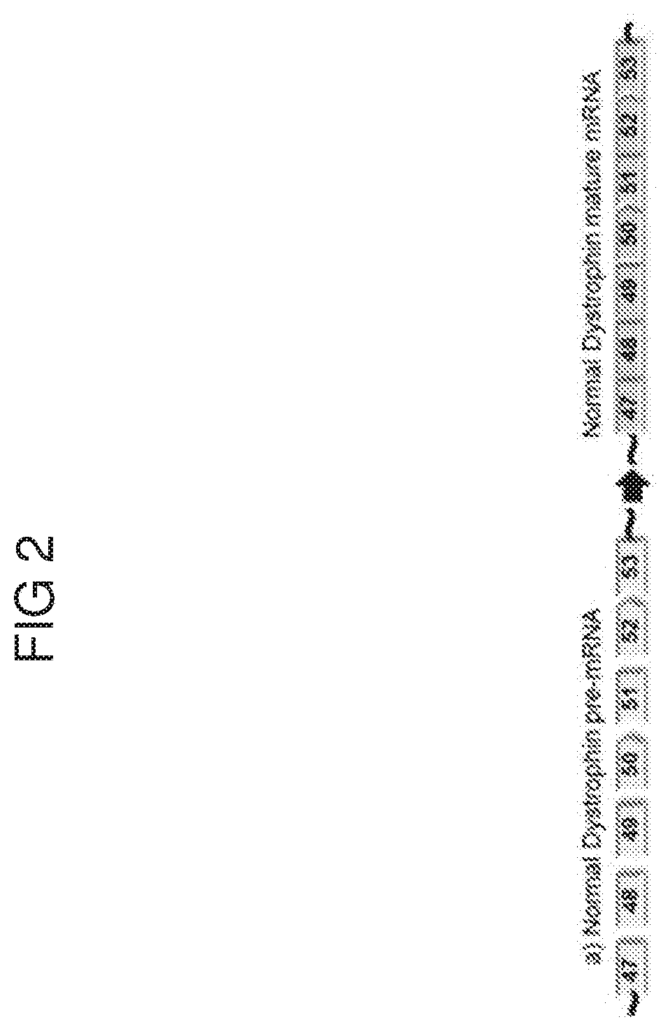 Combination Therapies for Treating Muscular Dystrophy