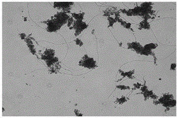 Activated sludge on-line computer image analysis early warning system and method