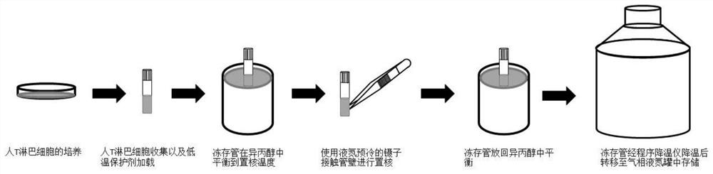 Nucleation cryopreservation method of immune cells