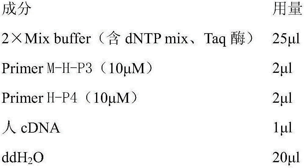 Construction method and application of NK (natural killer) cell activation testing receptor signal path NKG2D fluorescence report system