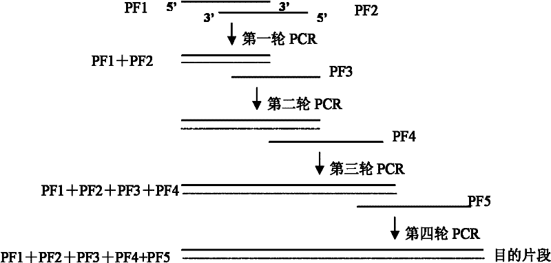 MAPWA fusion antibacterial peptide, preparation method and application thereof