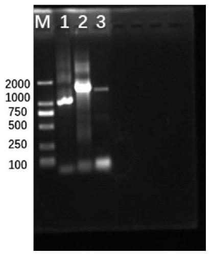 Extraction method of DNAs from human body skin bacterium groups