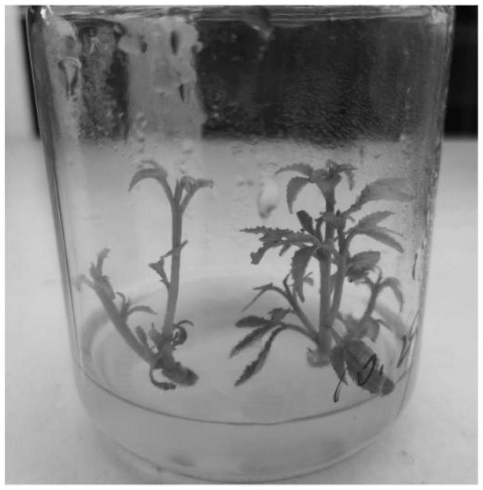 Cutting method for thornless zanthoxylum bungeanum tissue culture seedlings