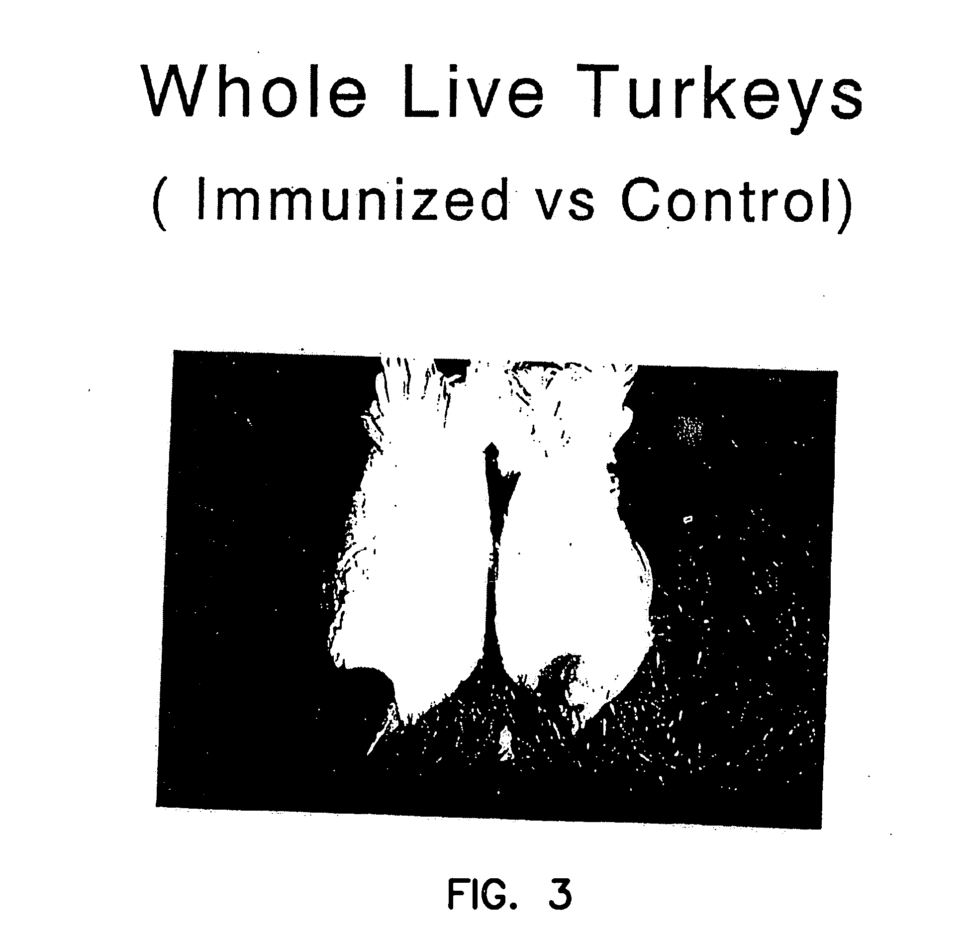 Use of passive myostatin immunization