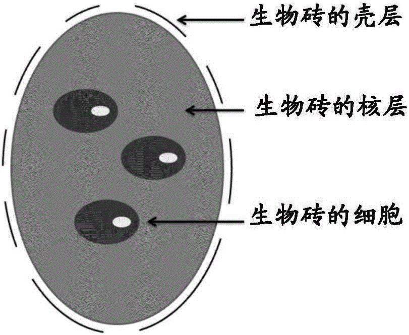 Biobrick including endothelial cells and application thereof