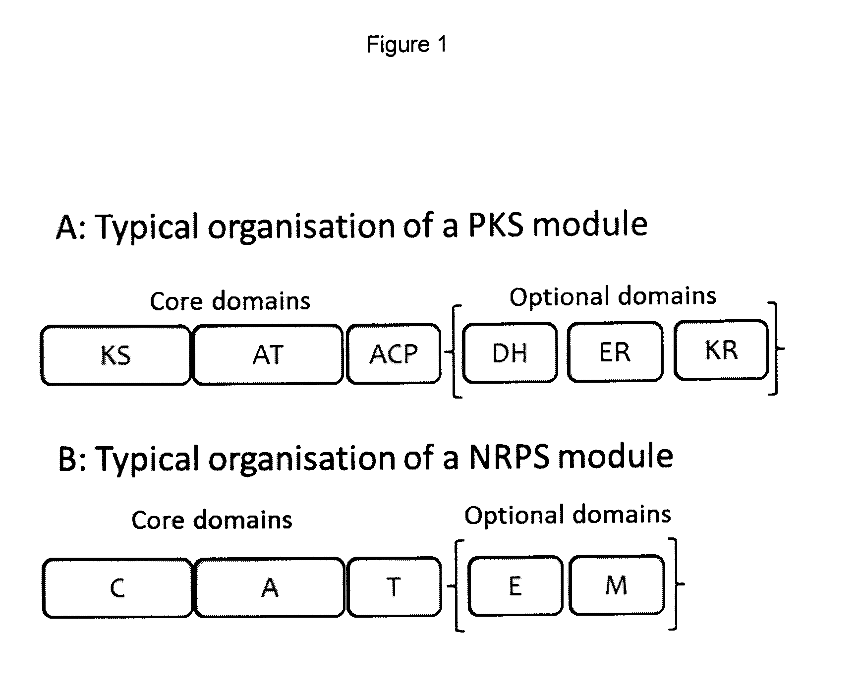 Rapamycin analogues and their pharmaceutical use